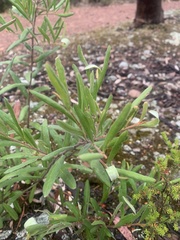 Grevillea floribunda