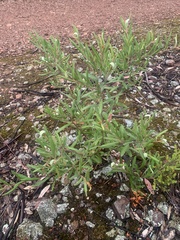 Grevillea floribunda