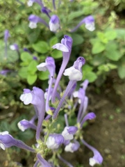 Scutellaria tashiroi