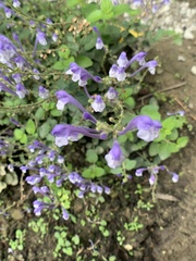 Scutellaria tashiroi