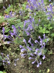 Scutellaria tashiroi