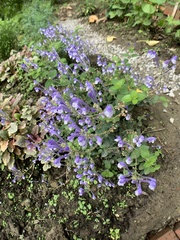 Scutellaria tashiroi