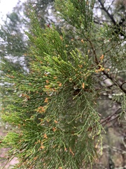 Callitris endlicheri