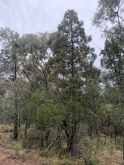 Callitris endlicheri