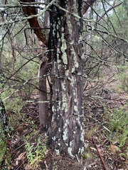 Callitris endlicheri