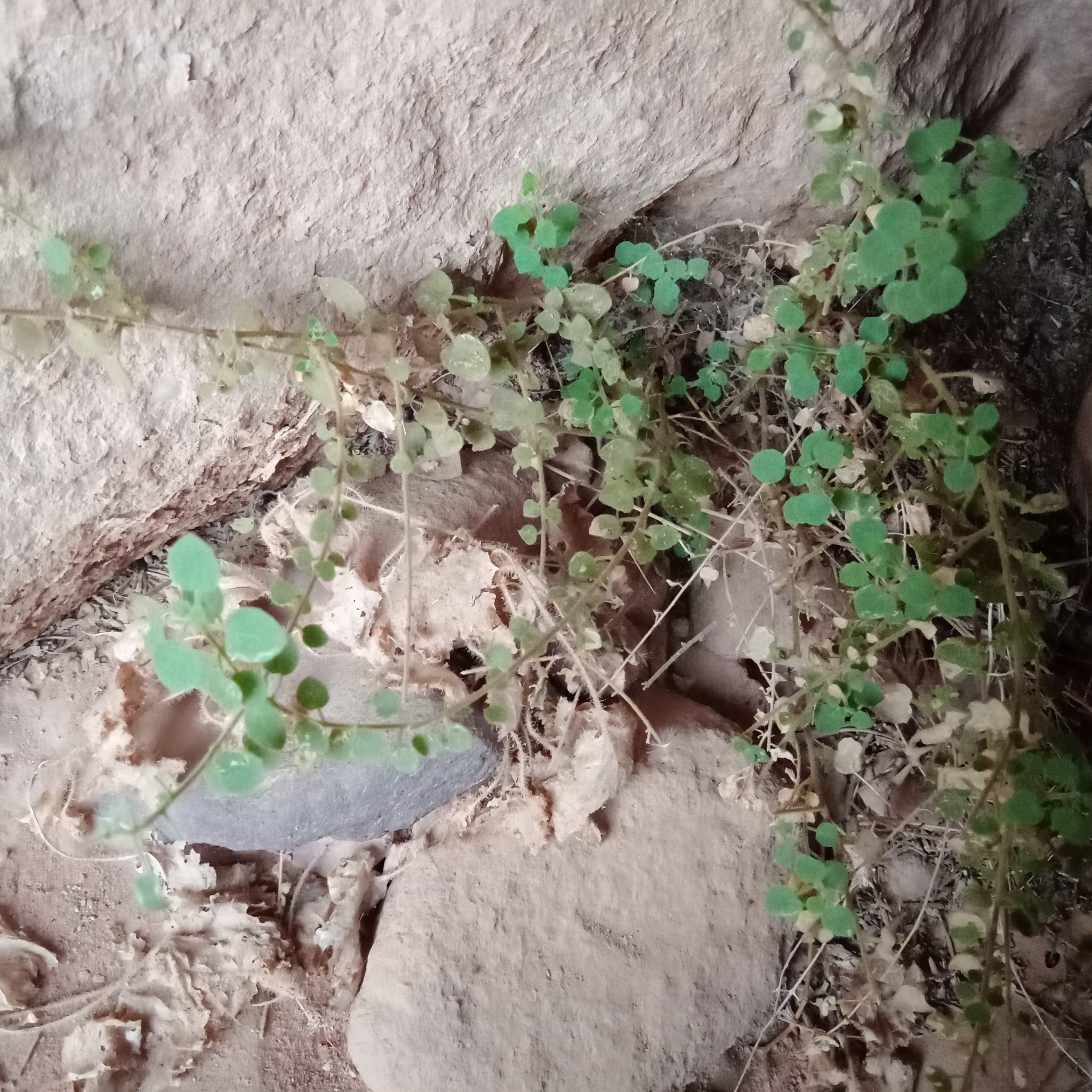 Parietaria alsinifolia