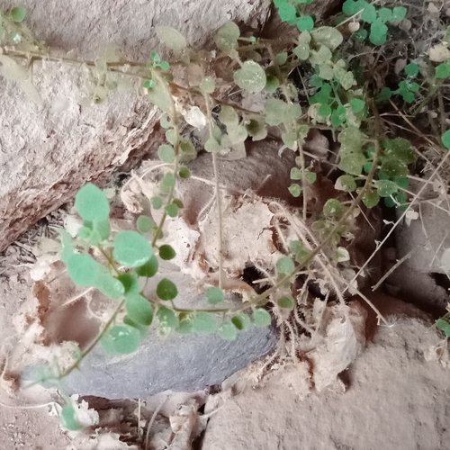 Image of Parietaria Alsinifolia (Parietaria alsinifolia) by (c) A'yube AbuRabia, some rights reserved (CC BY)