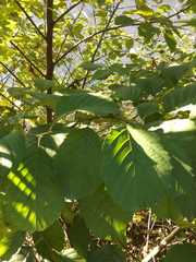 Alnus