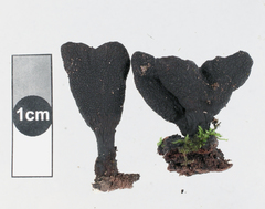 Xylaria castorea
