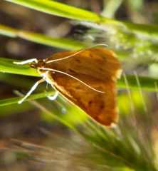 Achyra nudalis