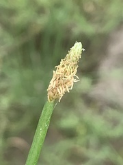 Eleocharis plana