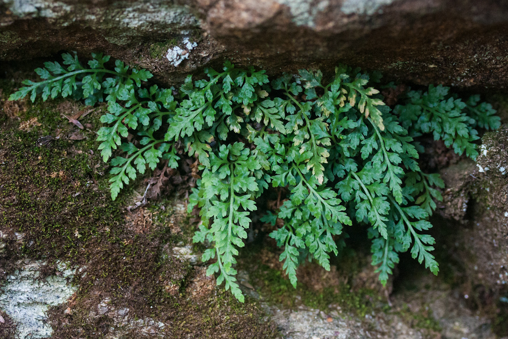 Asplenium montanum