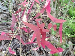 Christia vespertilionis