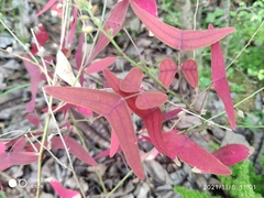 Christia vespertilionis