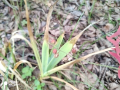 Christia vespertilionis