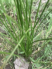 Eleocharis plana