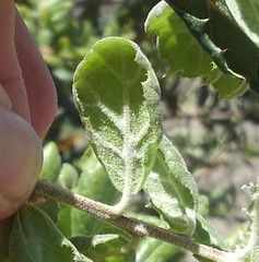Quercus agrifolia oxyadenia