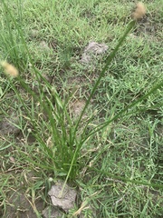 Eleocharis plana