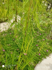 Leptospermum madidum