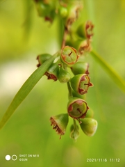 Leptospermum madidum