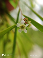 Leptospermum madidum