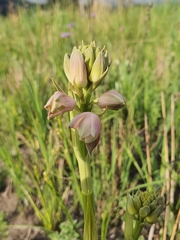 Eulophia aculeata huttonii