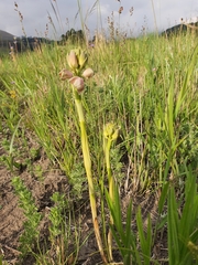 Eulophia aculeata huttonii