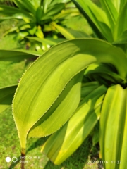 Pandanus dubius