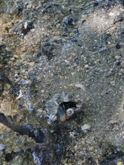 Telescopium telescopium