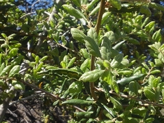 Quercus agrifolia oxyadenia
