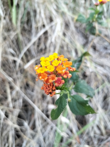 Lantana camara