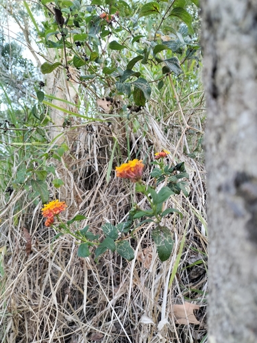 Lantana camara
