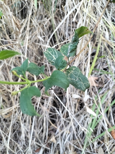 Lantana camara