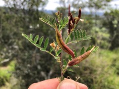 Swainsona luteola