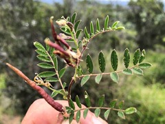 Swainsona luteola