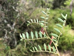 Swainsona luteola