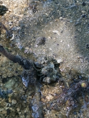 Telescopium telescopium