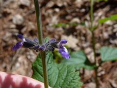 Salvia urticifolia