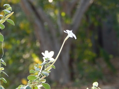 Barleria longiflora