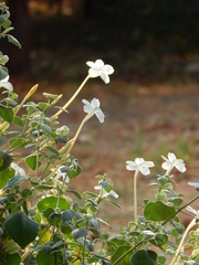 Barleria longiflora