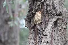 Dirinaria complicata