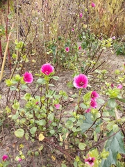 Malope trifida