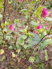 Malope trifida