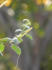 Barleria longiflora