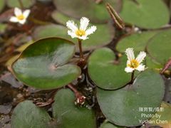 Nymphoides coreana