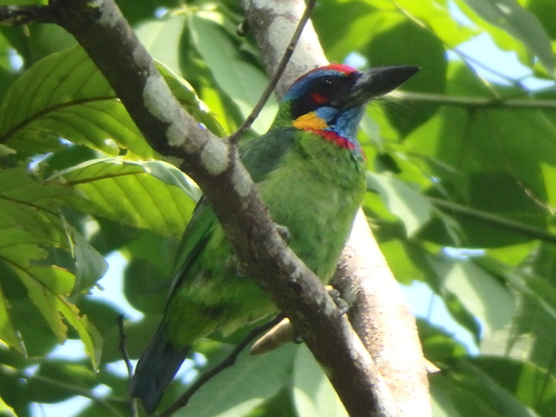 Red-crowned Barbet (Psilopogon rafflesii), photo 9