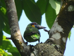 Psilopogon rafflesii