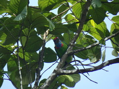 Psilopogon rafflesii