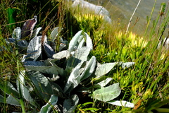 Hermas gigantea