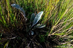 Hermas gigantea